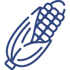 Corn Icon