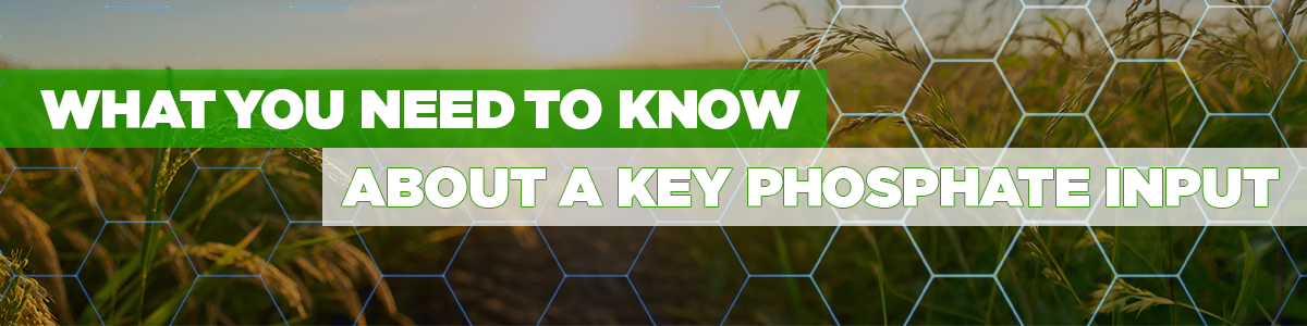 What you need to know about a key phosphate input